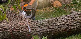 Best Tree Disease Treatment  in Groveville, NJ