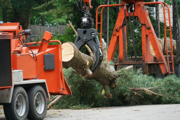 Best Tree Preservation Services  in Groveville, NJ