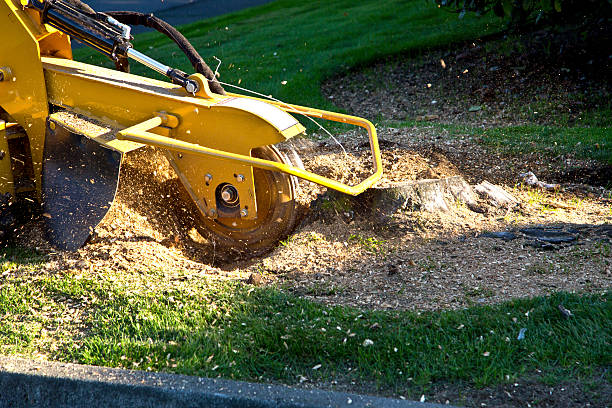 Groveville, NJ Tree Removal Company