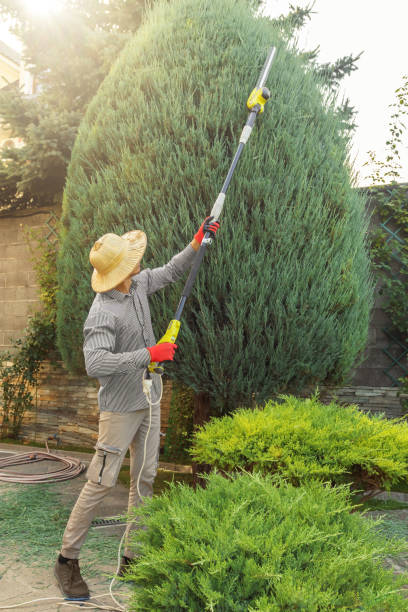  Groveville, NJ Tree Removal Pros