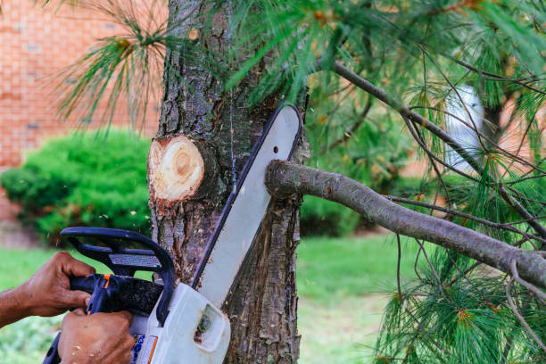 Best Root Management and Removal  in Groveville, NJ